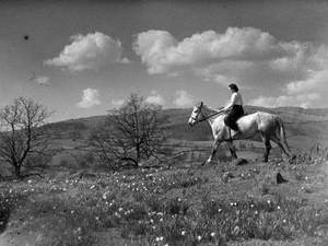 Horse Riding