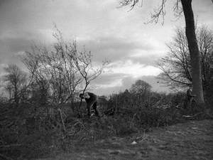 Hedge Laying