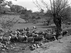 Sheep Crossing Stream