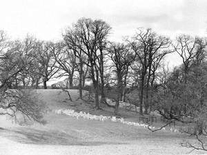 Deer at Holker Hall