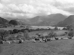 Sheep and Lambs at Ullswater