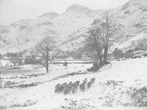 Sheep in the Snow at Langdale