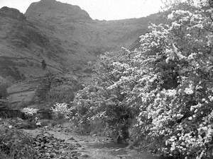 Blossom by the River Bank, Langdale Pike