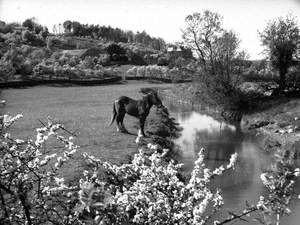 Horse and Blossom, Lyth Valley