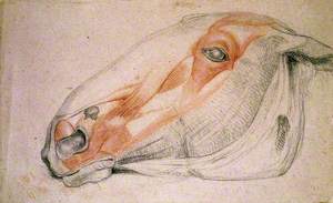 The Muscles of the Head of a Horse
