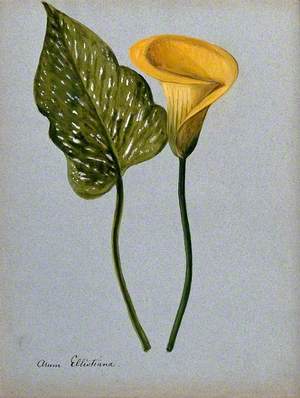 Yellow Arum Lily (Zantedeschia Elliottiana): Inflorescence and Leaf