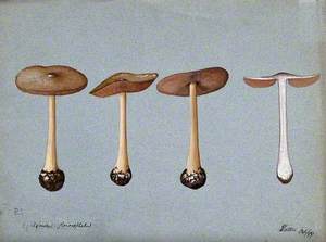 A Fungus (Agaricus Gloiocephalus): Four Fruiting Bodies