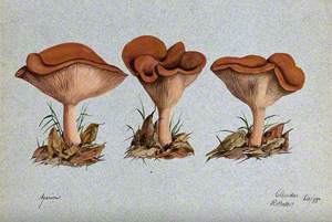 A Fungus (Agaricus Lobatus?): Three Fruiting Bodies