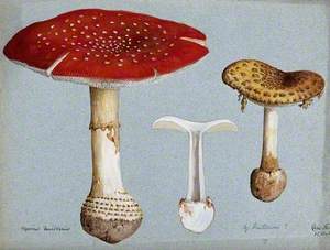 The Fly Agaric Fungus (Amanita Muscaria): Three Fruiting Bodies