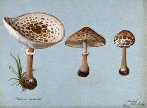 Shaggy Parasol Mushrooms (Lepiota Rhacodes): Three Fruiting Bodies