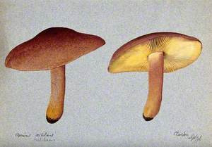 Plums and Custard Fungus (Tricholomopsis Rutilans): Two Fruiting Bodies