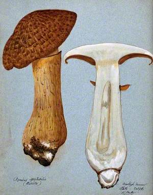 A Fungus (Gymnopilus Junonius): Two Fruiting Bodies, One Sectioned