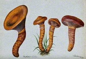 Pine Spike Cap Fungus (Chroogomphus Rutilus): Four Fruiting Bodies