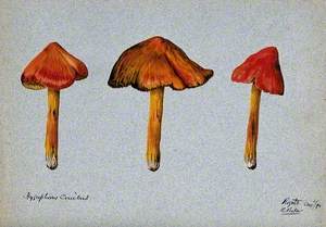 A Fungus (Hygrocybe Conica): Three Fruiting Bodies