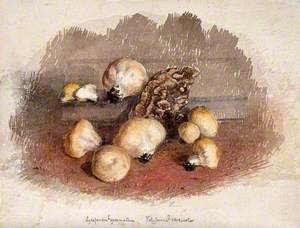 A Group of Puff Balls (Lycoperdon Perlatum) and Bracket Fungi (Polyporus Species)