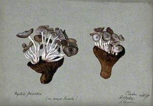 Parasitic Fungi (Nyctalis Species) Growing on Decayed Russula Fungi