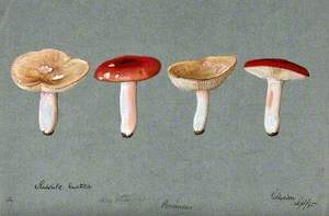 The Sickener Fungus (Russula Emetica): Four Fruiting Bodies