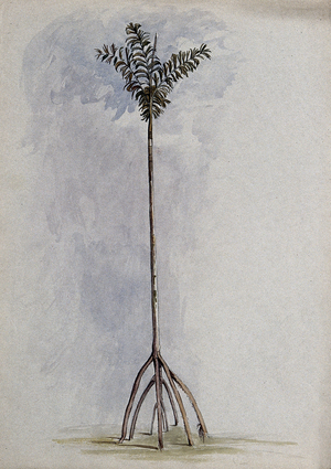 A Palm Tree (Socratea exorrhiza (Mart.; H. Wendl.), with Aerial Roots