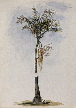 A Palm (Euterpe species) in Guyana: Crown of Leaves, Fruit and Stem Base