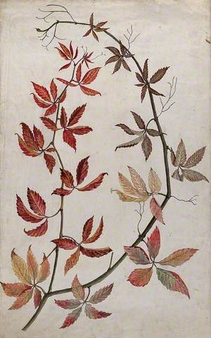 Virginia Creeper (Parthenocissus Quinquefolia): Stem with Coloured Autumn Leaves