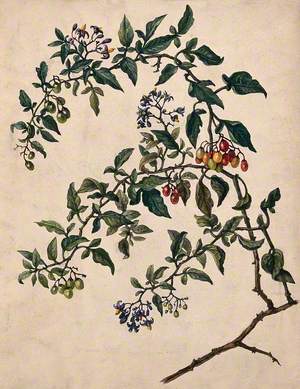 Woody Nightshade or Bittersweet (Solanum Dulcamara): Flowering and Fruiting Stem