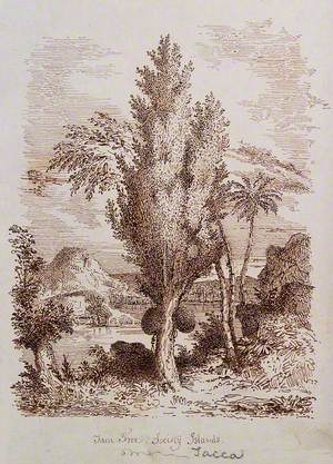 Jak Tree (Artocarpus Heterophyllus) with Fruit in the Society Islands