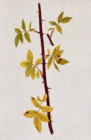 Rose Stem with Autumn Leaves