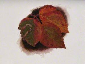 Autumn Leaves of Bramble (Rubus Species)