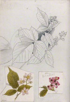 Leaves and Flowers of Bramble (Rubus Species)