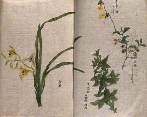 Four Flowering Plants, including an Orchid on the Left
