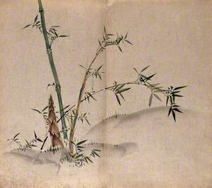 A Bamboo Plant: Leafy Stems and New Shoots in Grassland
