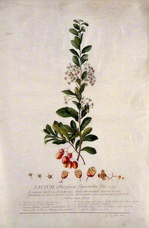 A Plant (Lycium Aethiopicum): Flowering Stem and Floral Segments