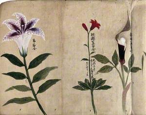 Three Flowering Plants, Possibly including a Lily and a Species of Dracunculus