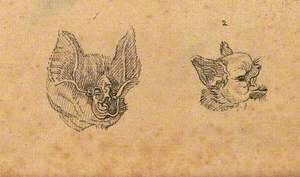 Heads of a Horseshoe Bat and a Common Bat