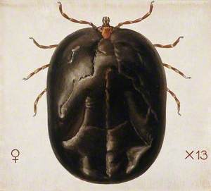 A Tick (Amblyomma Hebraem)