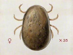 A Tick (Argas Persicus)