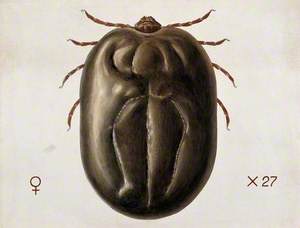 A Tick (Haemaphysalis Leachi)