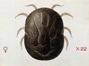 A Tick (Ornithodurus Moubata)