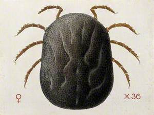 A Tick (Ornithodurus Moubata)