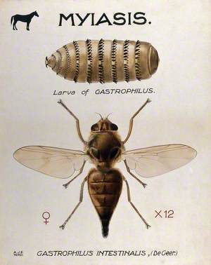 The Larva and Fly of a Horse Botfly (Gasterophilus Intestinalis)