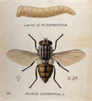 The Larva and Fly of a House Fly (Musca Domestica)