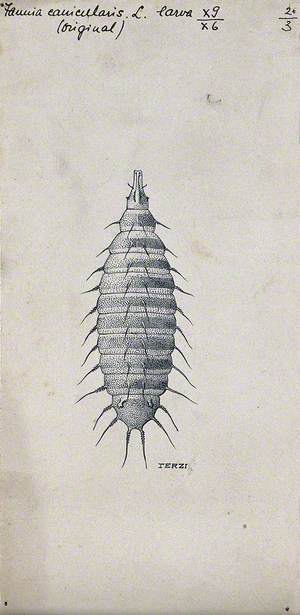 The Larva of the Lesser House Fly (Fannia Canicularis)