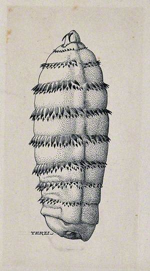 The Larva of a Horse Botfly (Gasterophilus Intestinalis)