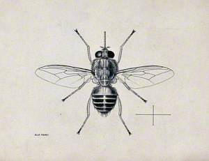 A Tsetse Fly (Glossina Morsitans)