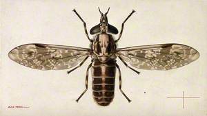 A Cleg (Haematopota Pulchrithorax)