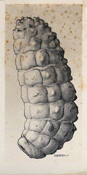 The Larva of the Ox Warble Fly (Hypoderma Bovis)