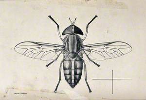 A Horse Fly (Tabanus Dorsivitta)