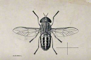 A Horse Fly (Tabanus Gratus)