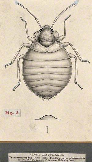 The Common Bedbug (Cimex Lectularius)