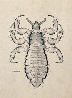 The Male Body Louse (Pediculus Humanus Humanus)